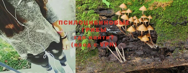 индика Бородино